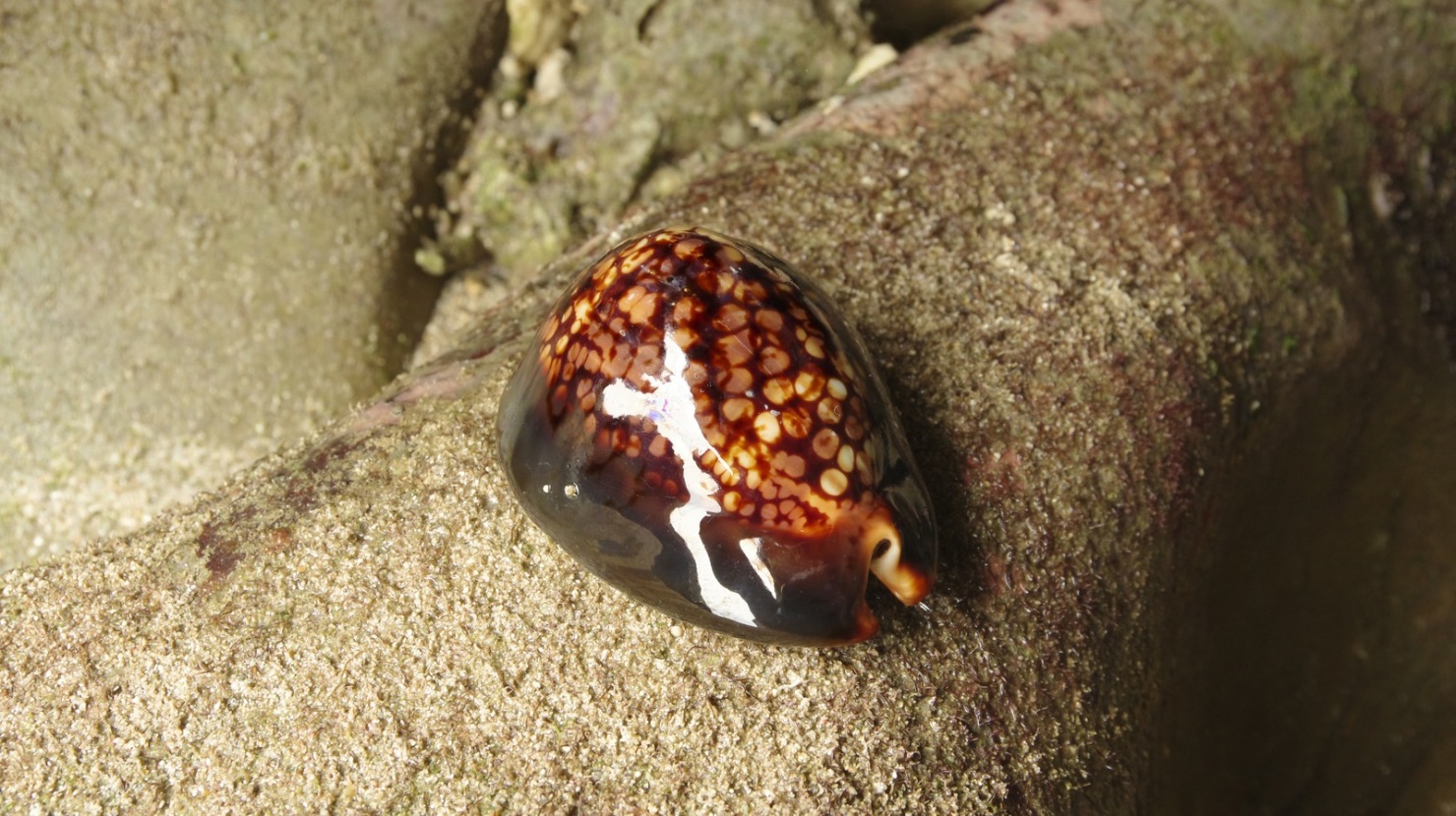 西表島の浅瀬にいたタカラガイ