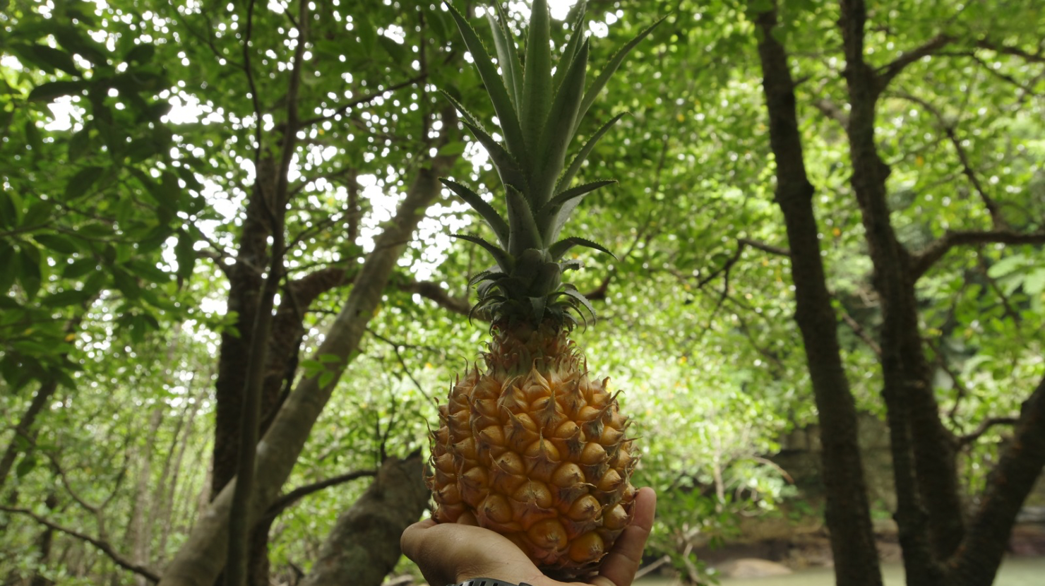 西表島の手でちぎって食べられるスナックパイイン