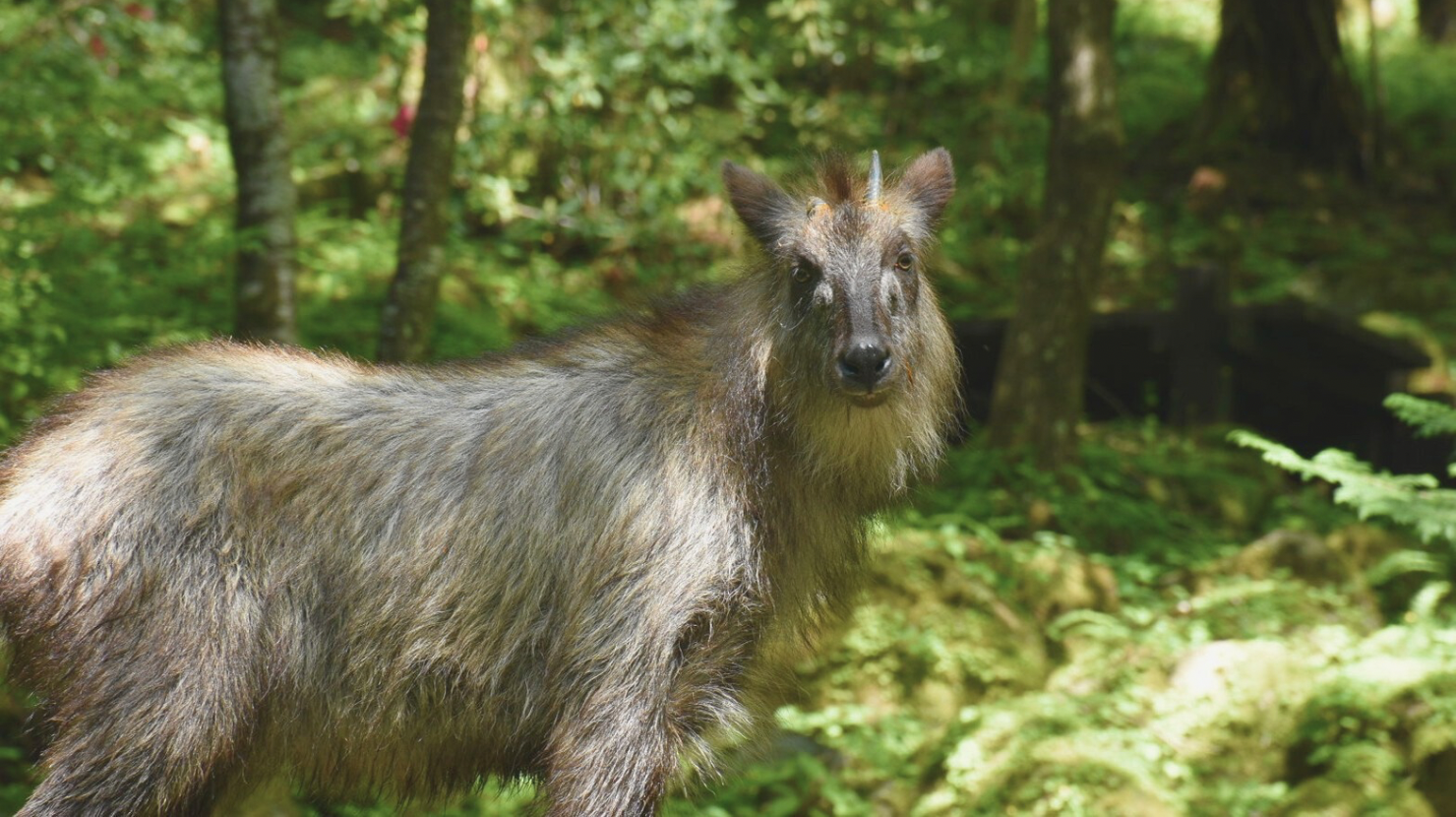 alt="岐阜県付知峡にて出会ったカメラ目線のカモシカ"